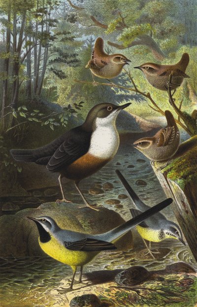 Cincle plongeur, Troglodyte mignon, Bergeronnette des ruisseaux - European School